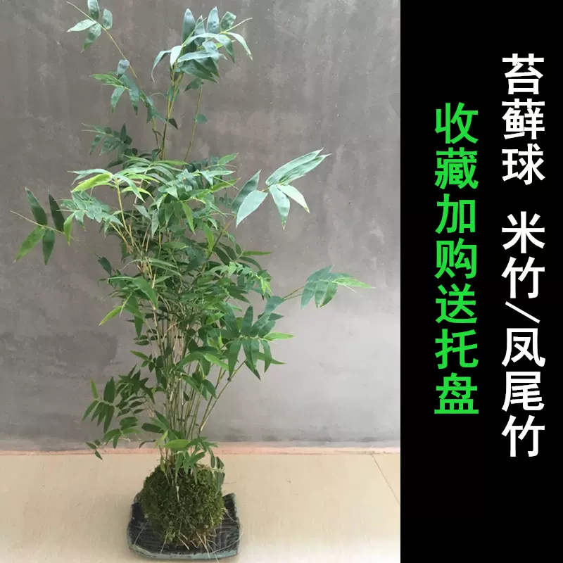 竹子植物米竹小盆栽凤尾竹室内观音竹水培苔玉