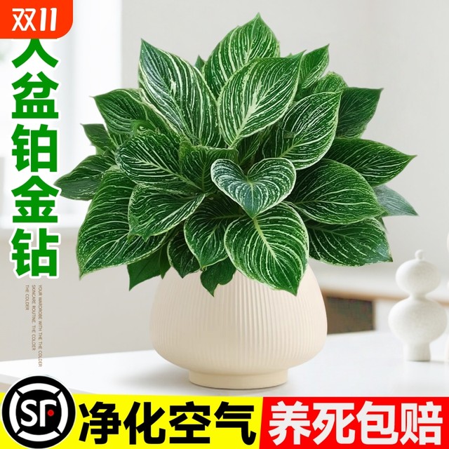 
Platinum Diamond Potted Indoor Desktop Hydroponic Green Plant Office Big Leaf Green Princess Purifies the Air and Removes Formaldehyde