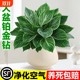 
Platinum Diamond Potted Indoor Desktop Hydroponic Green Plant Office Big Leaf Green Princess Purifies the Air and Removes Formaldehyde