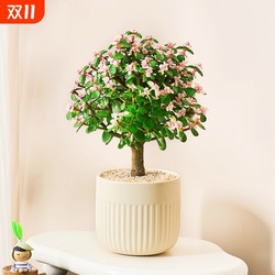 Indoor table top is easy to maintain and the golden branches and jade leaves are drought-resistant