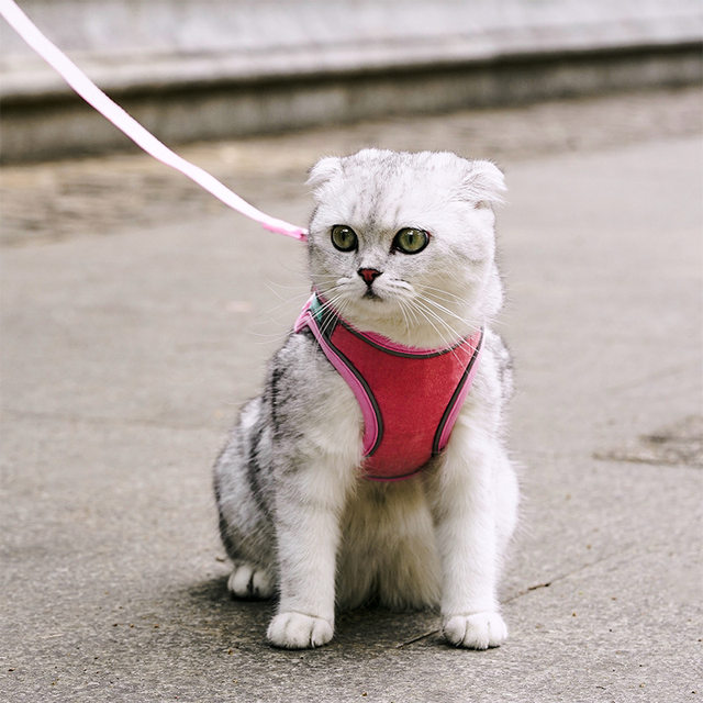 Cat leash harness, anti-breakaway, cute Velcro safety buckle ...