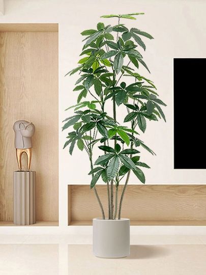 chinese money plant for sale Chinese Money Plant
