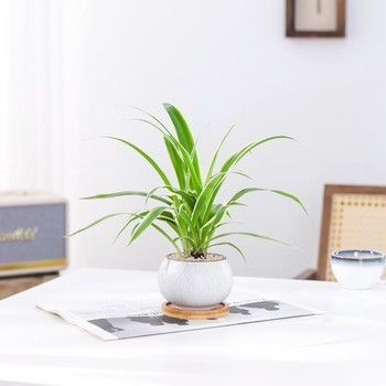 
Chlorophytum Phnom Penh purifies the air and sells tens of thousands of pieces in 7 days