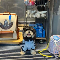 Cat and Dog Pet Clothes, Winter Warm Sportswear, Schnauzer, Bichon, Teddy, Shiba Inu Medium-Sized Coat