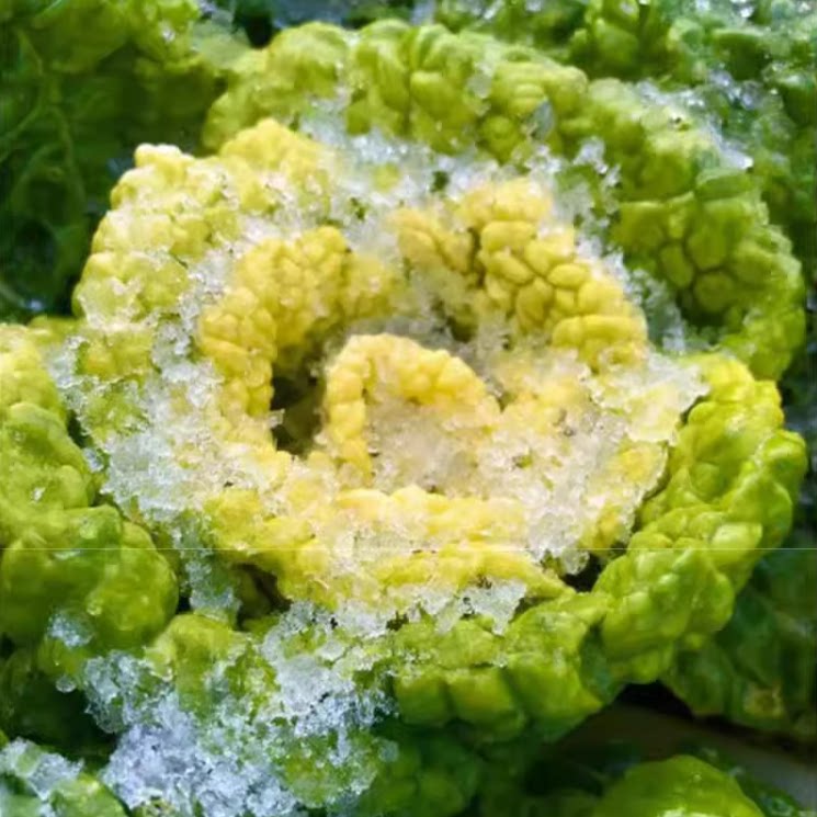 黄心乌种子塌地乌黄心菊花菜乌塌菜皱叶小白菜耐低温农家蔬菜种子