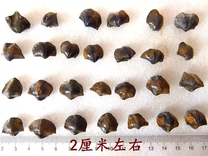 天然石燕贝化石1-2厘米1个的价精品无洞小嘴鸮头太阳贝古生物8888-Taobao