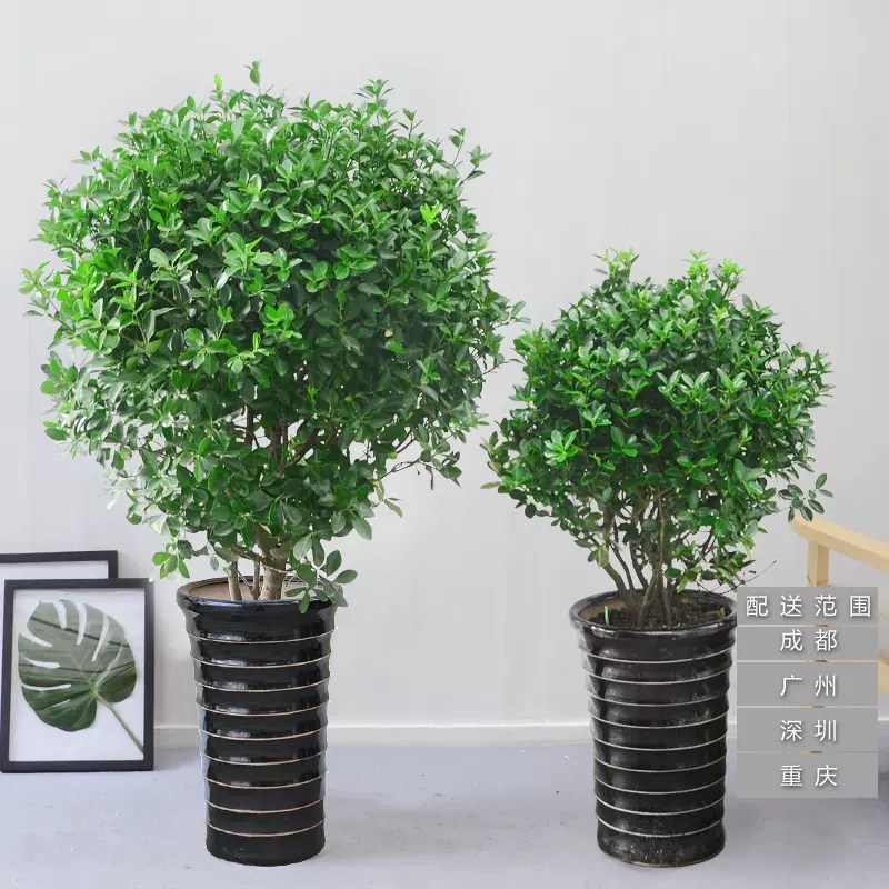 万年青本地万年青绿室外阳台庭院花园常绿观叶植物耐寒盆栽地 万年青本地万年青绿室外阳台庭院花园常绿观叶植物耐寒盆栽地