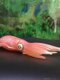 Fish tank decorative American Safari genuine marine life reef squid static animal simulation squid super realistic