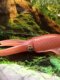 Fish tank decorative American Safari genuine marine life reef squid static animal simulation squid super realistic