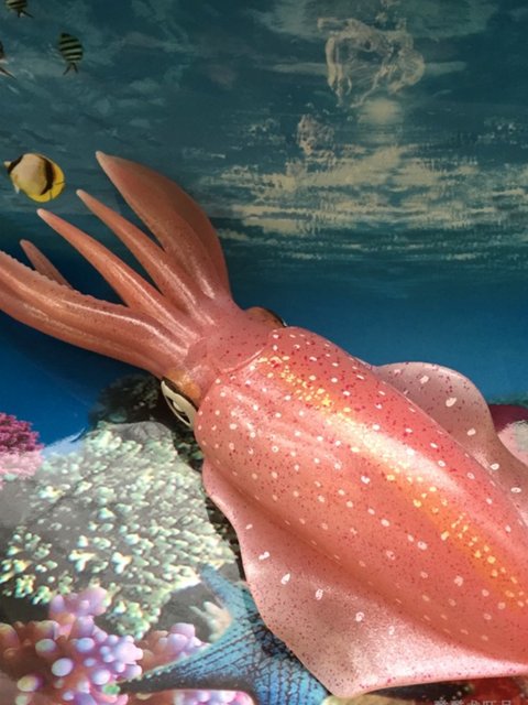 Fish tank decorative American Safari genuine marine life reef squid static animal simulation squid super realistic