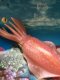 Fish tank decorative American Safari genuine marine life reef squid static animal simulation squid super realistic