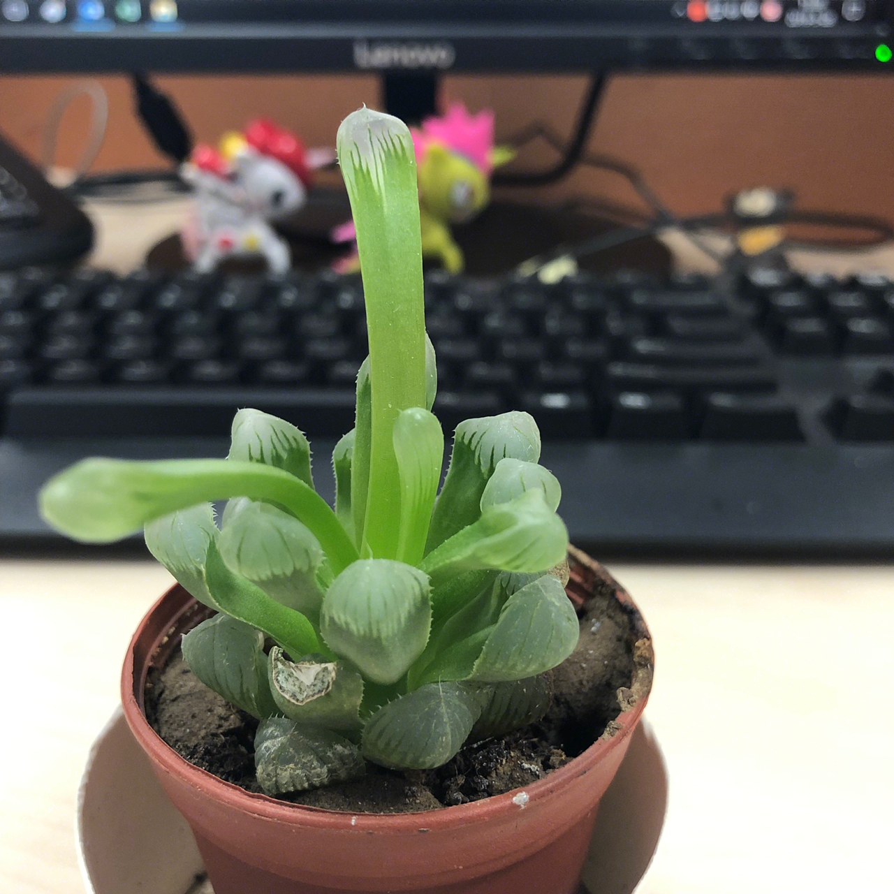 玉露徒长成这样,这是要劈叉吗?