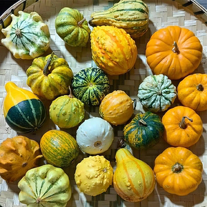 
Mexican gourd seed toy pumpkin seed doll flying saucer melon spring potted ornamental sightseeing garden special seedlings