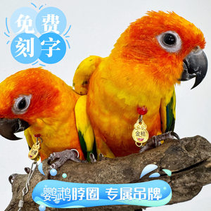 (New style) Customized neck ring Xuanfeng Golden Sun Monk Little Sun Peony Parrot Outdoor Bird Ankle Ankle Ring