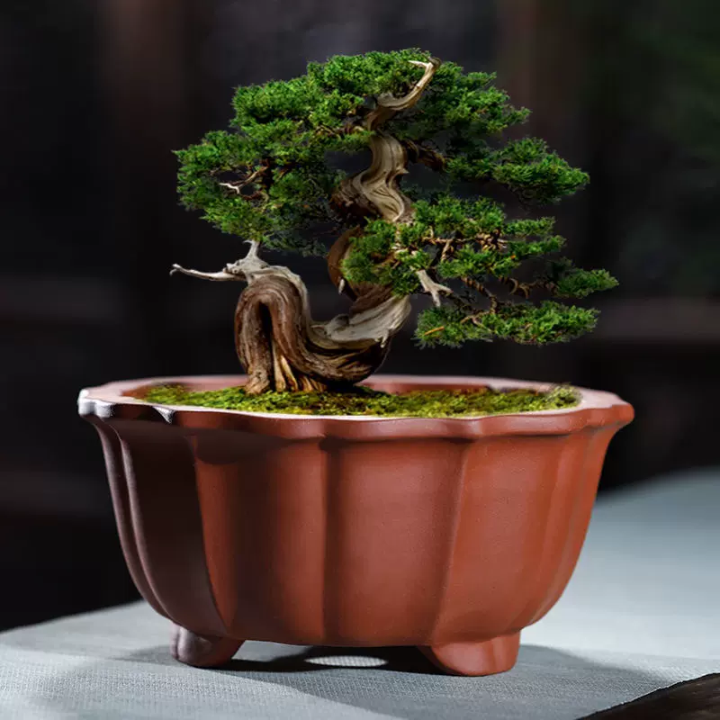 紫砂四景図花窓円角大方緑植盆 多肉菖蒲盆栽 植木鉢