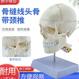 人头骨标本- Top 100件人头骨标本- 2024年3月更新- Taobao
