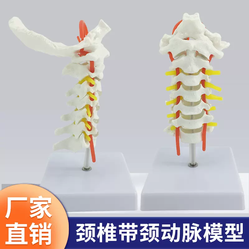 頸椎　模型 椎间盘解剖模型- Dynamic Disc Designs Corp. - 颈椎&frasl; 教学