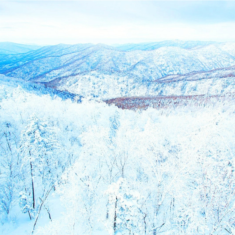 1家1团 哈尔滨 雪乡 亚布力4天3晚游 纯玩