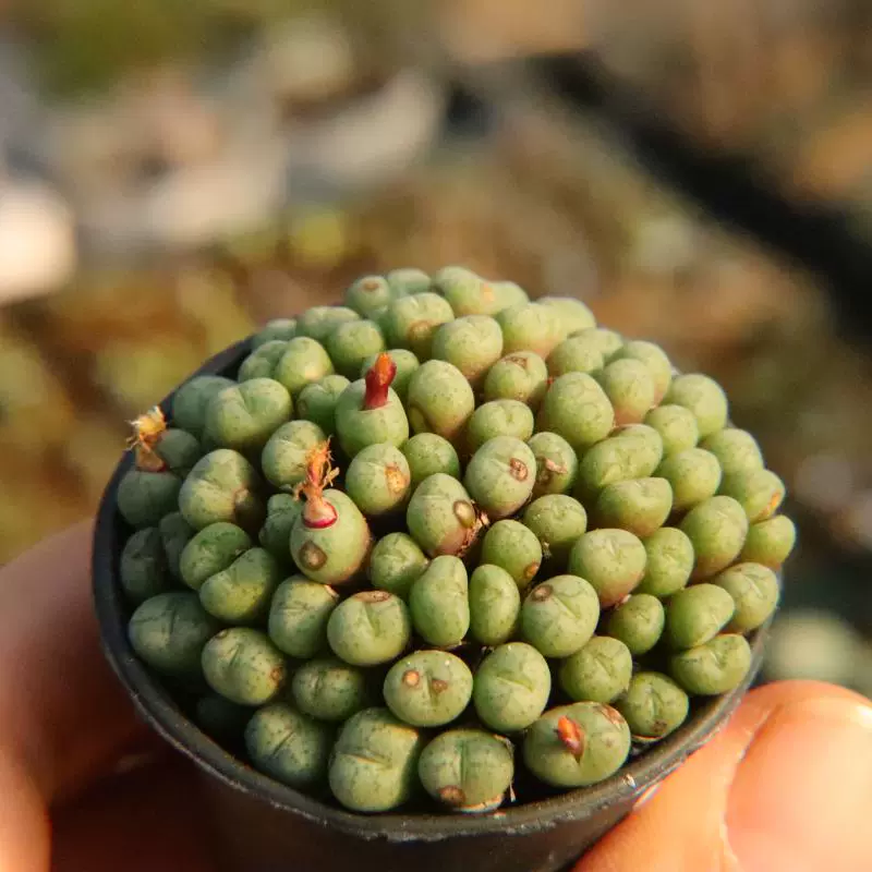 超大群肉锥 口笛 红花小锤 都鸟 毛翠滴多肉植物考拉农场一物一拍
