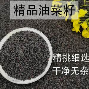 
Rapeseed oil for self-extruded rapeseed Rapeseed Rapeseed Bulk Bird Food