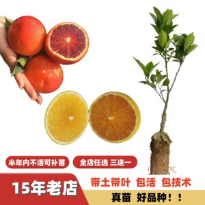 
Sunkist Navel Orange Lianjiang Red Orange Sweet Orange Hongjiang Orange Seedling Blood Orange Hand-peeled Orange Fruit Tree Grafted Seedling South North