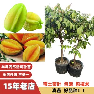 
Improved extra-large Brazilian Taiwanese sweet carambola seedlings grafted seedlings fruit tree seedlings that bear fruit in multiple seasons in the south and north