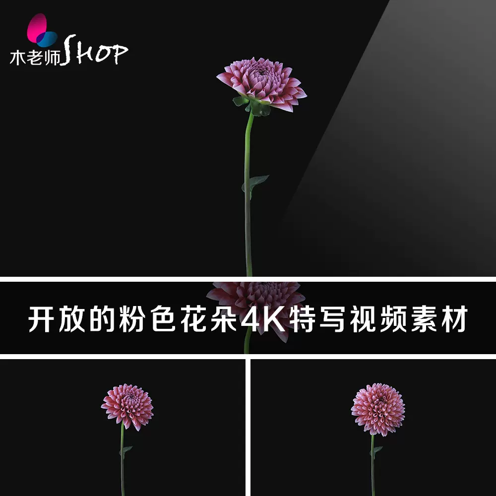 开放的粉色花朵4k特写视频素材紫红花球花苞绽放开花成长