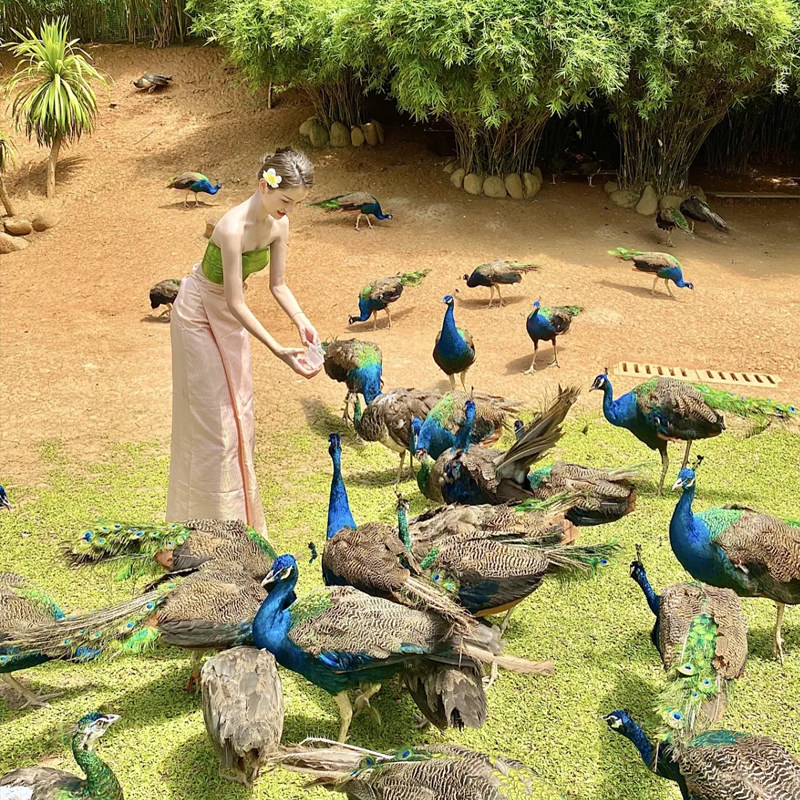 一单一团I西双版纳5日游4晚告庄高档酒店快艇亲子旅游云南旅游