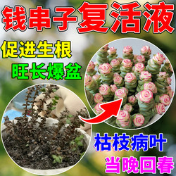 Qianchuanzi nutrient solution potted succulent plant medicine Jinhei rotten leaves dry and withered special fertilizer to promote root growth and sprouting