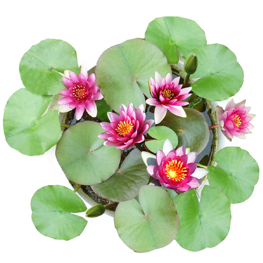 Maofang Mini Seerose Hydroponische Pflanze - Ganzjahresblte