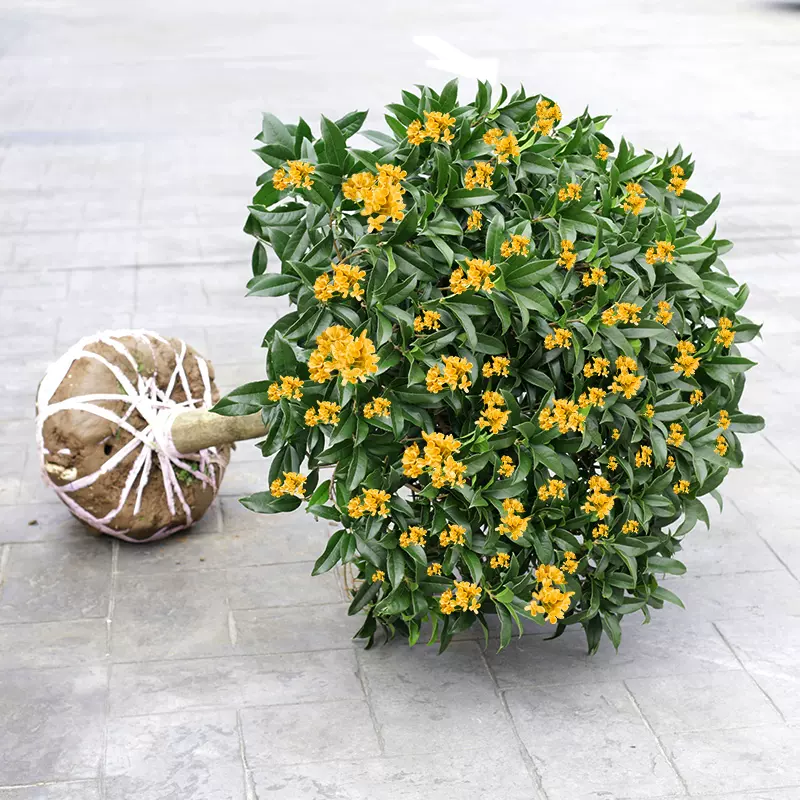 月畅桂花树苗盆栽四季桂丹桂沉香八月金桂浓香