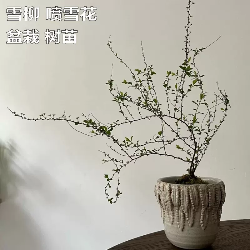 噴雪花雪柳盆栽樹苗帶根土養土培乾燥樹枝花卉鮮枝條室外庭院植物地栽-Taobao