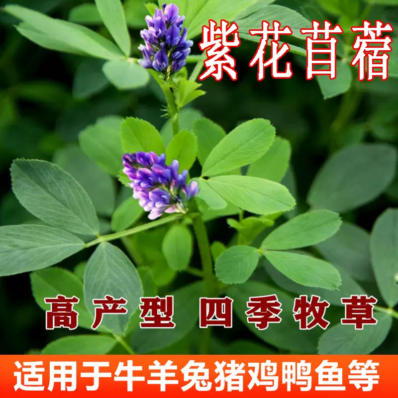 紫花苜蓿草种籽多年生苜蓿草籽四季养殖牧草种子猪牛羊