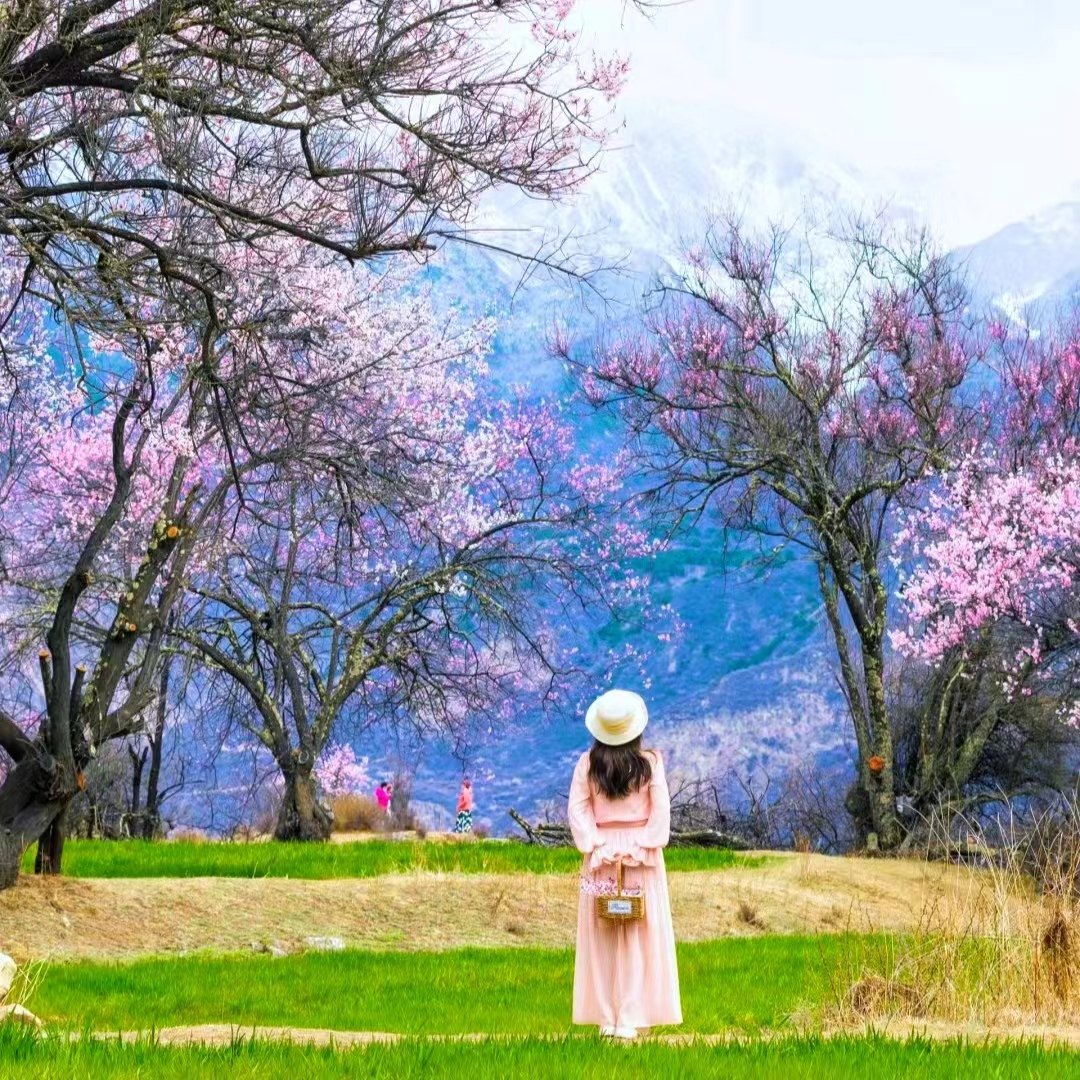 【林芝桃花节】西藏旅游雅鲁藏布大峡谷索松村南迦巴瓦拼车3日游