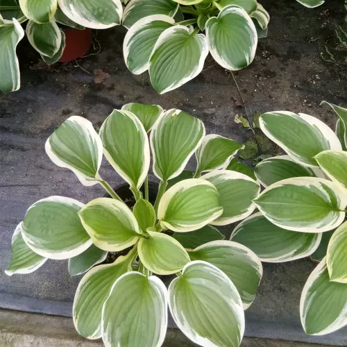 室内室外庭院盆栽玉簪花绿化苗木工程用苗耐寒耐阴花坛树