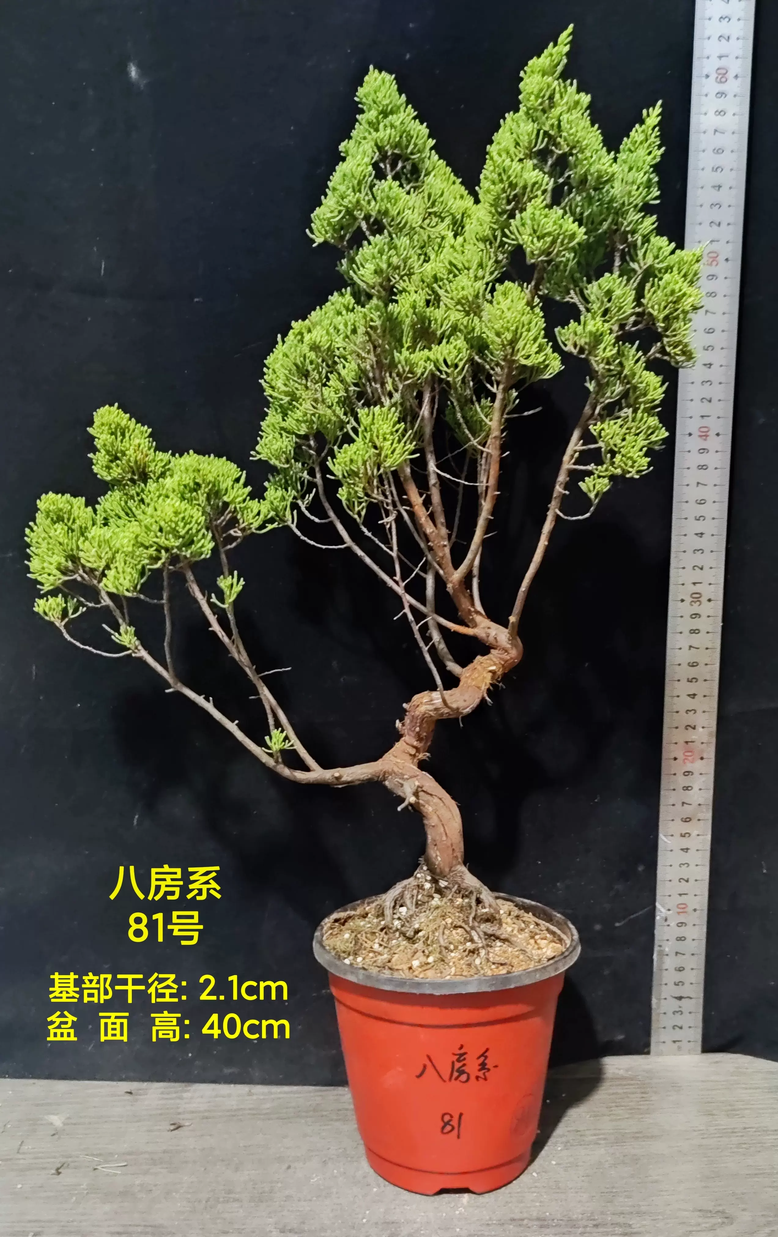 『苔聖園』　真柏　９