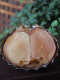125g snail slices 125g snail meat seafood conch slices seafood dried goods soup stocks porridge ingredients one-piece soup