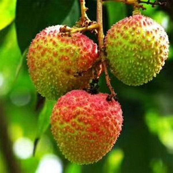 新鲜多汁灵山妃子笑无核荔枝