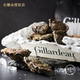 French air freight original fresh oysters Ginado N0 12 wooden boxes Extra large sashimi Oyster knife