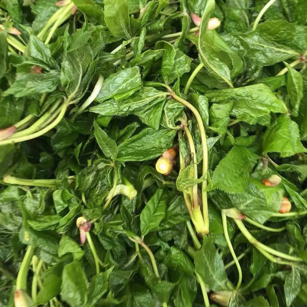 东北山野菜刺五加叶野生山菜大全新鲜刺刺果棒嫩