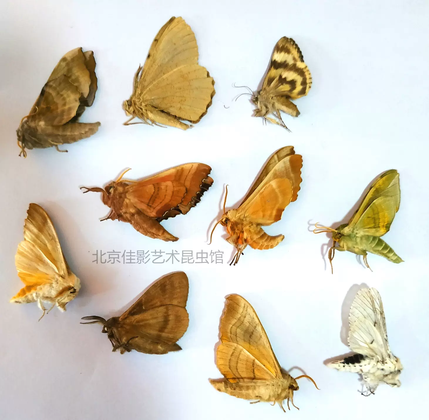 飞蛾标本各种灯蛾蛾类随机发生物科普教学蛾类蝴蝶标本对比-Taobao