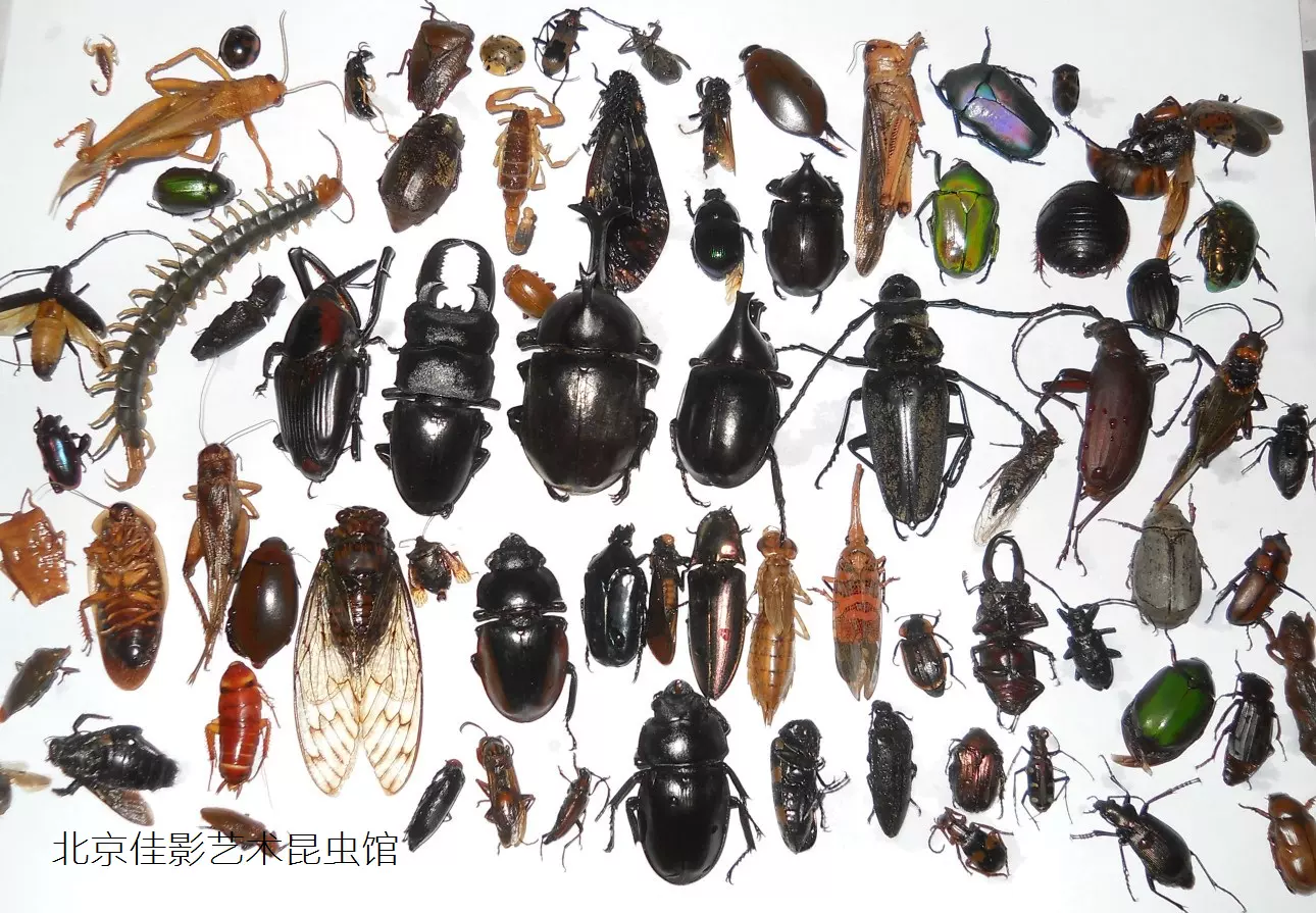 昆虫标本 国内昆虫50个品种 套 不重复各种昆虫原材料均匀搭配