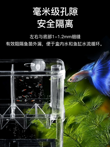 Ящик для изоляции рыбы, ящик для размножения рыбы в павлинах