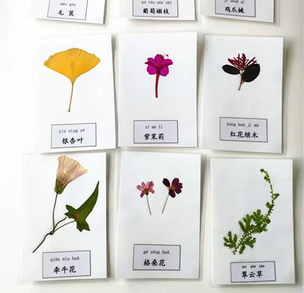 春夏新作 植物の標本 素描 絵画 古道具 アンティーク 美術 芸術 アート ボタニカル 花 植物 押し花 19世紀 フランス 欧州 10 その他 Labelians Fr