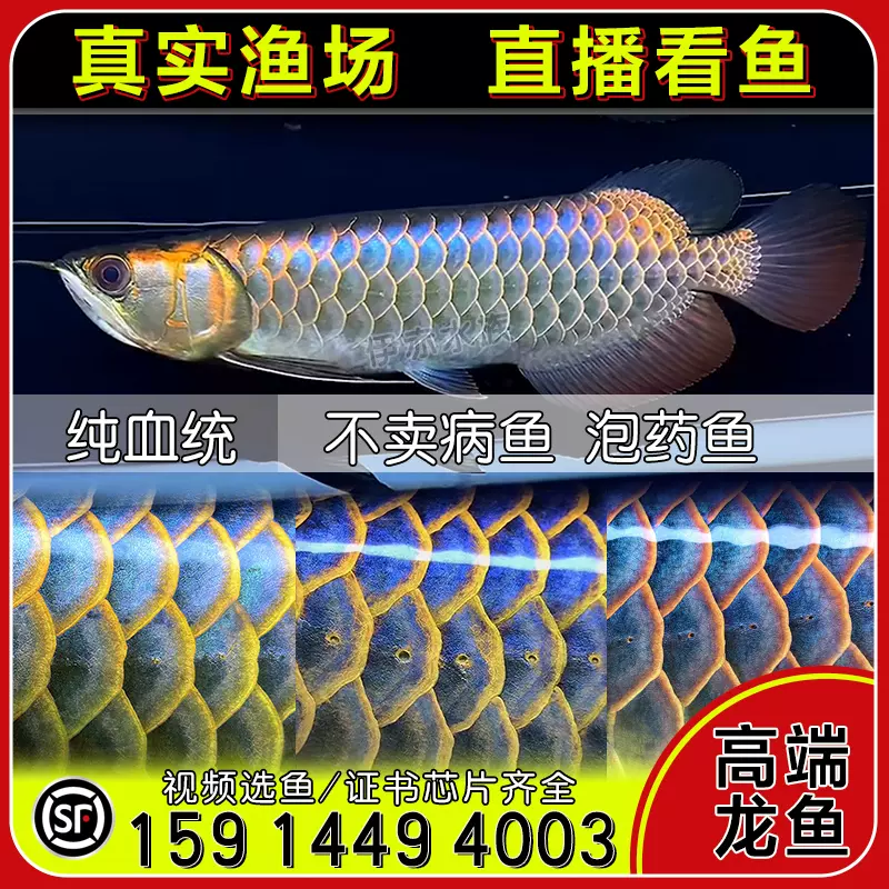 金龍魚活魚金龍魚苗印尼紅龍魚活體幼苗古典藍底過背紅龍觀賞魚-Taobao