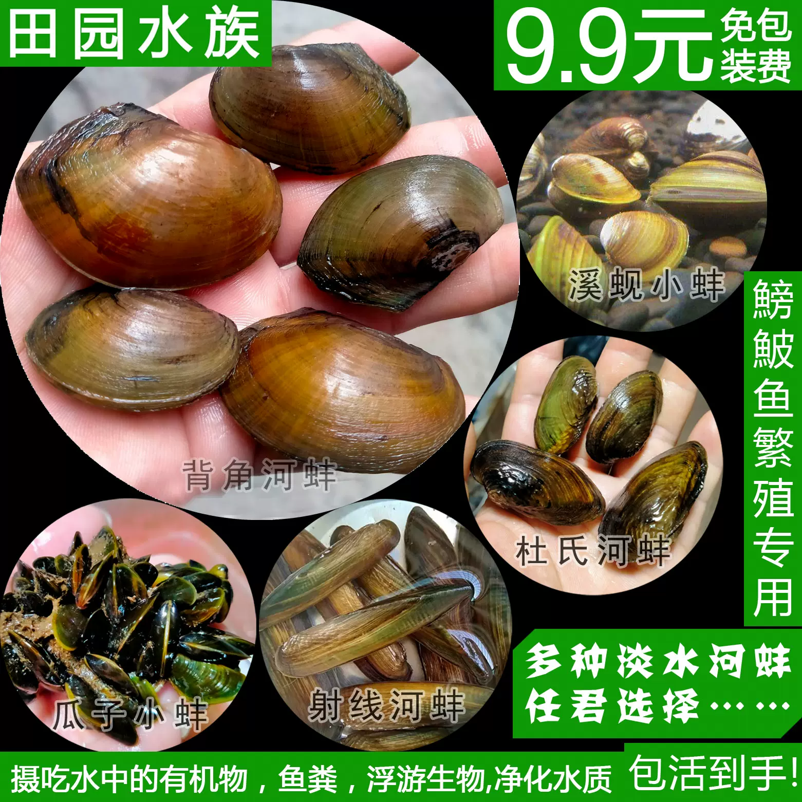 淡水河蚌活体黄金蚬贝壳贻贝瓜子蚌杜氏蚌除绿水