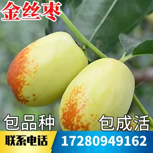 金枣树- Top 500件金枣树- 2024年3月更新- Taobao