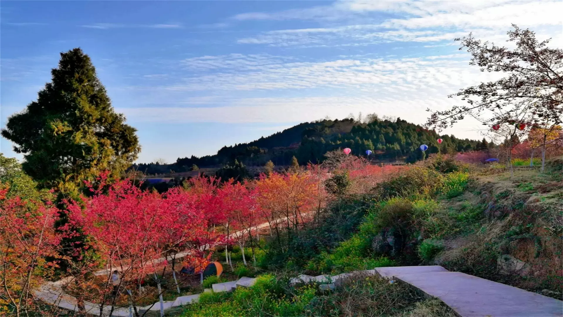 中江樱花岭图片