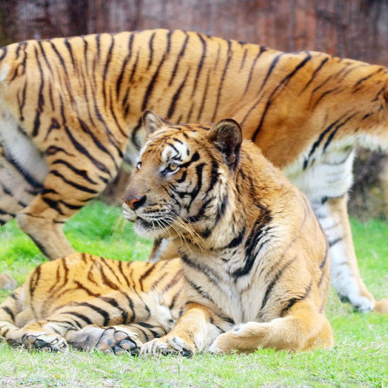 富阳曙光薇酒店双人野生动物世界森泊水乐园宋城千古情