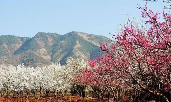 万溪冲梨花苑图片